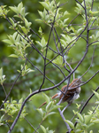 Brown Thrasher 8275